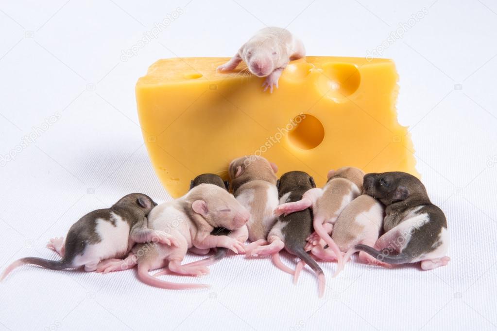 little rat sleep next to a large piece of cheese