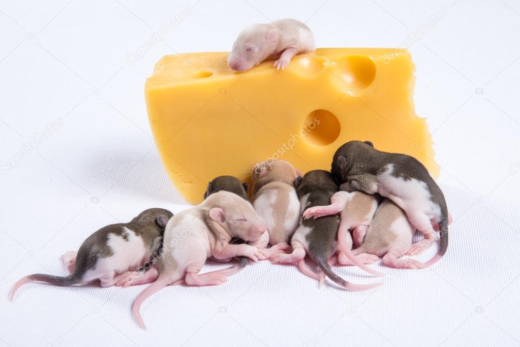 little rat sleep next to a large piece of cheese