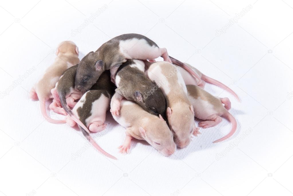 little rat sleep bunch