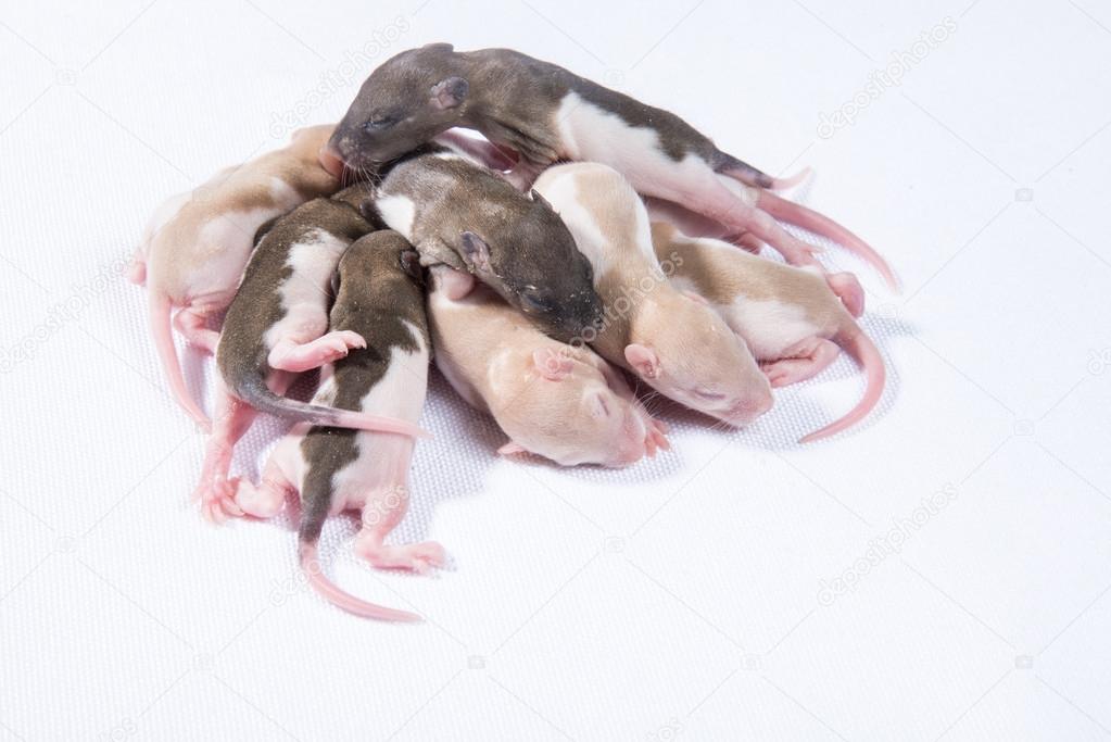little rat sleep bunch