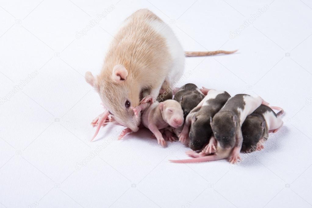 Mother rats were fed breast milk of rats children