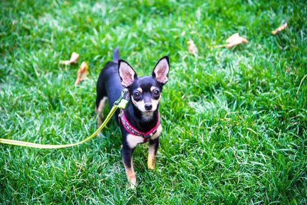 Hand hund — Stockfoto