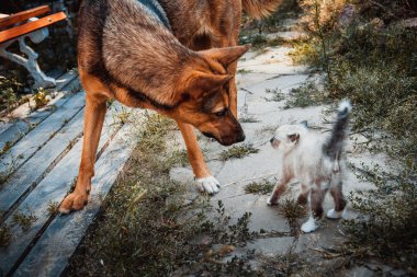 Büyük köpek ve küçük yavru kedi