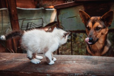 Büyük köpek ve küçük yavru kedi
