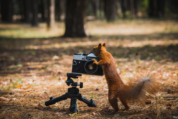 Esquilo vermelho com uma câmera de filme — Fotografia de Stock