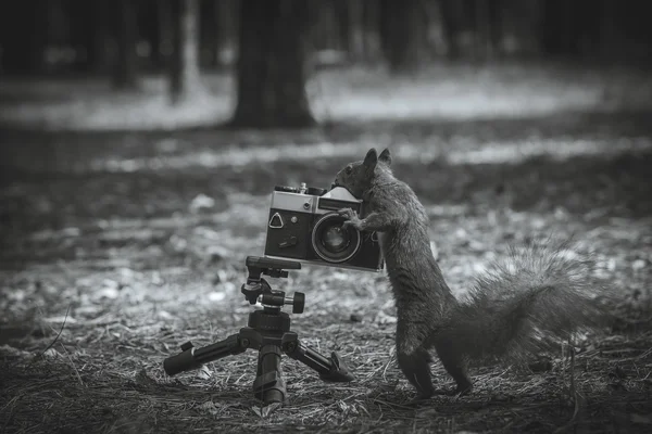 Esquilo vermelho com uma câmara de filmar. Imagem em preto e branco — Fotografia de Stock