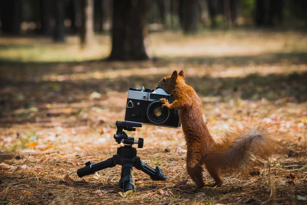 Rotes Eichhörnchen mit Filmkamera — Stockfoto