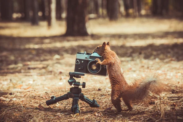 Rotes Eichhörnchen mit Filmkamera — Stockfoto