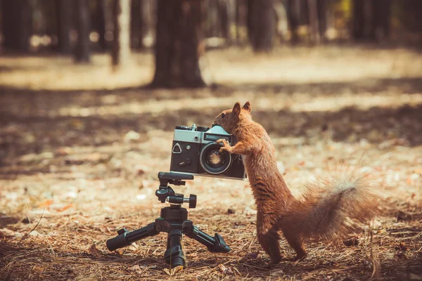 Kızıl sincap bir film kamerası ile