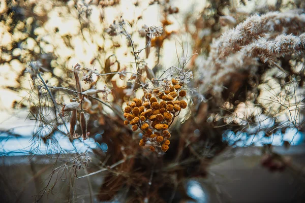 말린된 꽃 — 스톡 사진