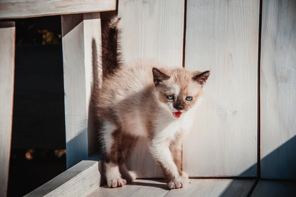 Piccolo gattino — Foto Stock