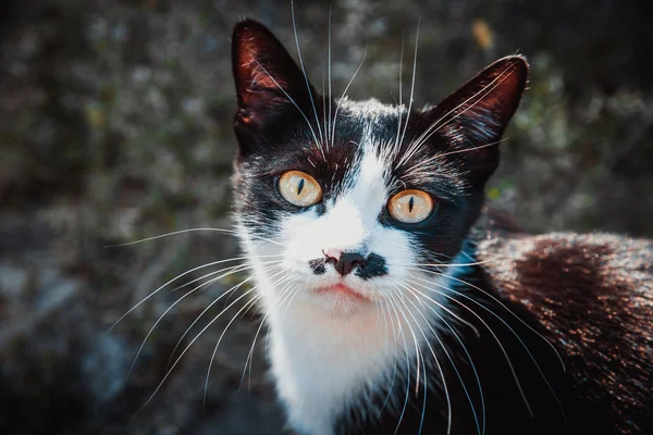 Katze mit schwarz-weißer Färbung — Stockfoto