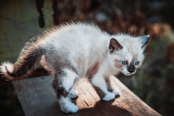 Little kitten profile — Stock Photo, Image