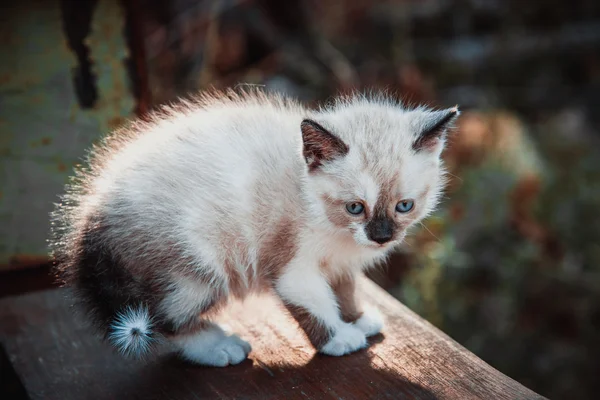 Little kitten profile — Stock Photo, Image