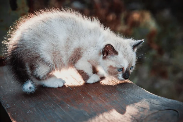 Little kitten profile — Stock Photo, Image