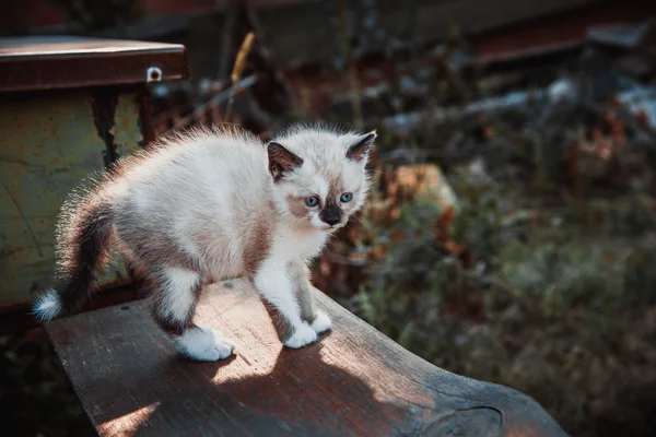 Little kitten profile — Stock Photo, Image