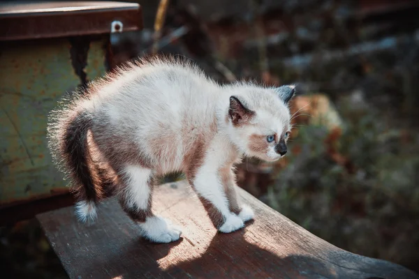 Mały kotek profilu — Zdjęcie stockowe
