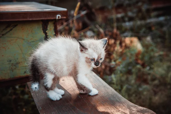 Küçük yavru kedi profili — Stok fotoğraf