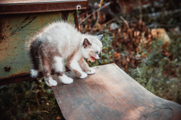 Liten kattunge profil — Stockfoto