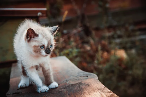 Little kitty — Stock Photo, Image