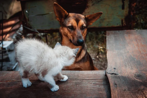 Stor hund och liten kattunge — Stockfoto