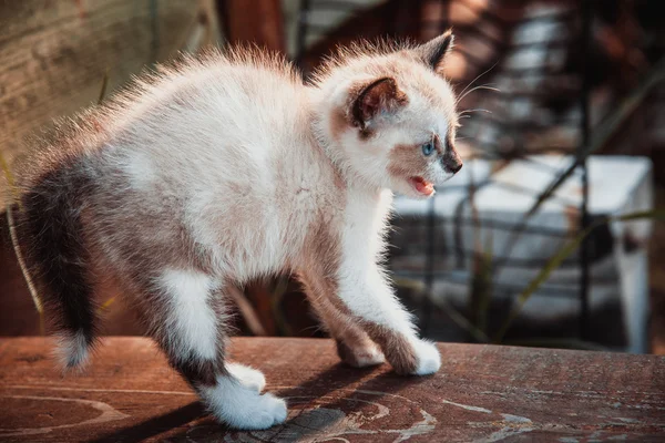 Little kitten profile — Stock Photo, Image