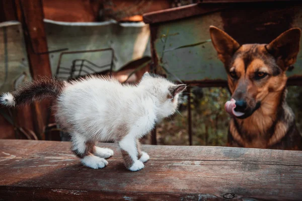 Big dog and small kitten