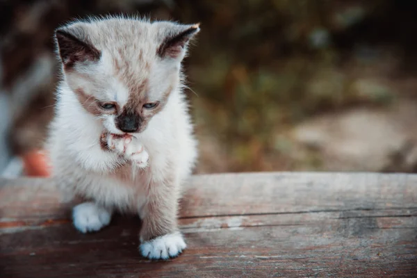 Küçük kedi yavrusu pençe yalıyor — Stok fotoğraf