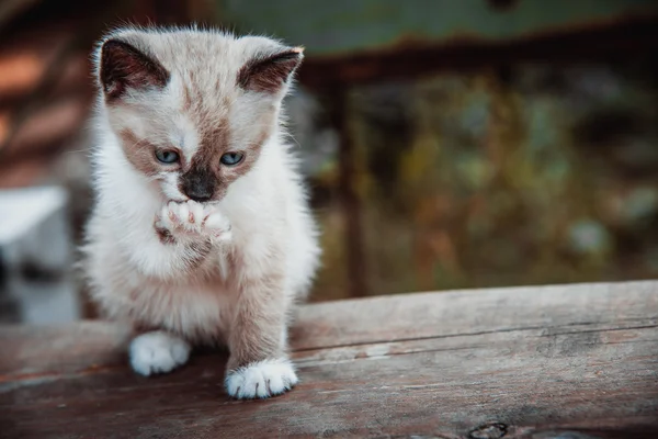 Küçük kedi yavrusu pençe yalıyor — Stok fotoğraf