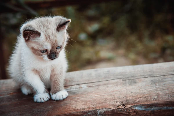 Little kitty — Stock Photo, Image