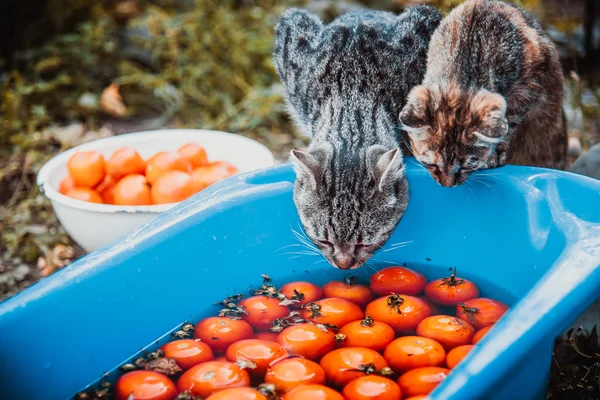 Los gatos se sientan cerca de la pelvis con tomates —  Fotos de Stock