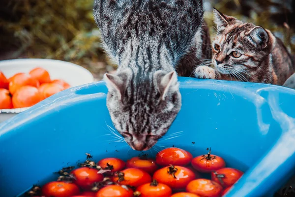 Katzen sitzen neben dem Becken mit Tomaten — Stockfoto