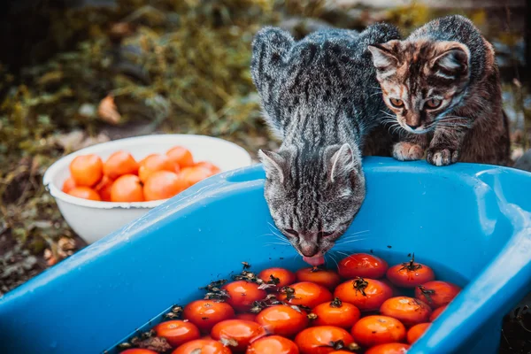 Pisicile stau lângă pelvis cu roșii — Fotografie, imagine de stoc