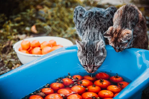 Kočky sedět blízko pánve s rajčaty — Stock fotografie