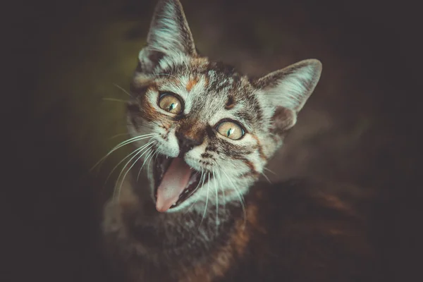 Small cat meows — Stock Photo, Image