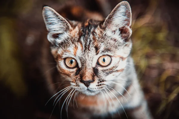 Pequeño gatito — Foto de Stock