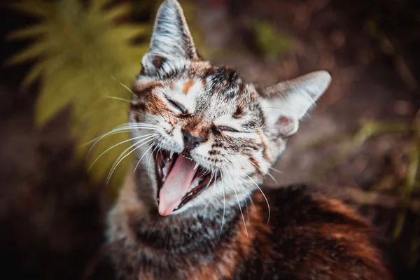 Small cat meows — Stock Photo, Image