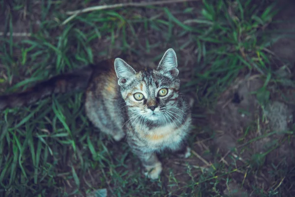 Kleine Miezekatze — Stockfoto