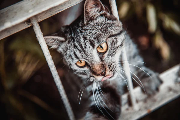 Pequeño gatito — Foto de Stock