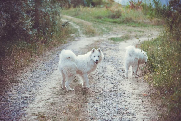 Câine pufos — Fotografie, imagine de stoc