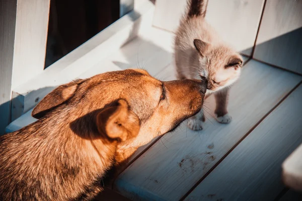 Meeste hond kusjes kleine kitten Stockfoto