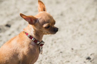 Köpek oyuncak korkunç
