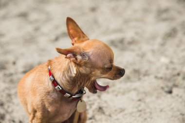 Köpek oyuncak korkunç esneme