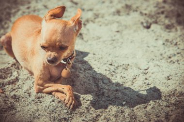 Köpek oyuncak korkunç