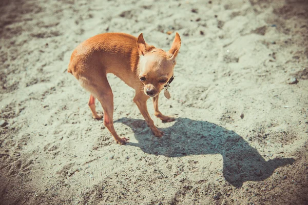 Dog Toy Terrier — Stock Photo, Image