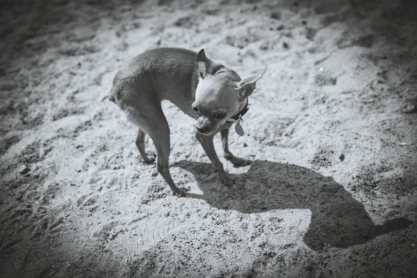 Hund Toy Terrier. Svartvitt fotografi — Stockfoto