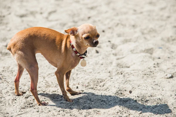 Dog Toy Terrier — Stock Photo, Image