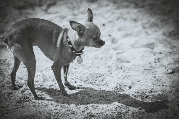 Dog Toy Terrier. Fotografia em preto e branco — Fotografia de Stock