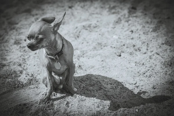 Dog Toy Terrier. Black and white photography — Stock Photo, Image