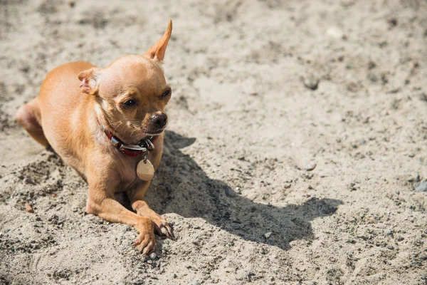 Pies Toy Terrier — Zdjęcie stockowe